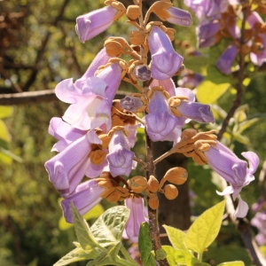 PAULOWNIA