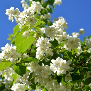 PHILADELPHUS