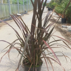 PHOTINIA