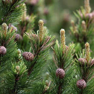 PINUS