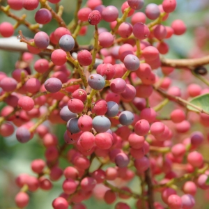 PISTACIA