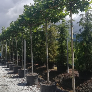 PLATANUS