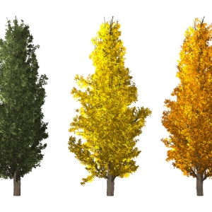 POPULUS