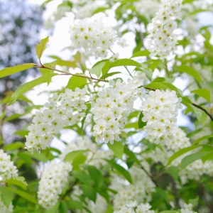 PRUNUS