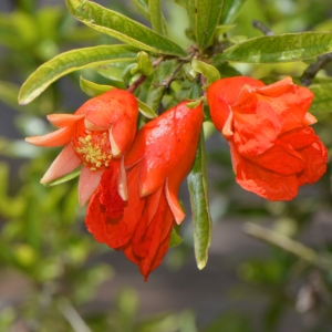 PUNICA