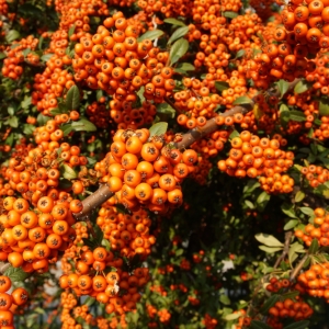 PYRUS