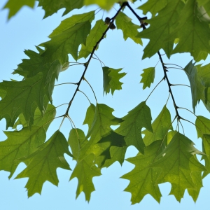 QUERCUS