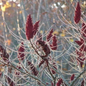 RHUS