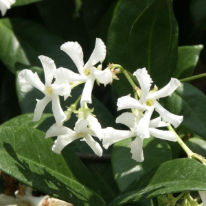 RHYNCOSPERMUM