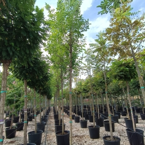 ROBINIA