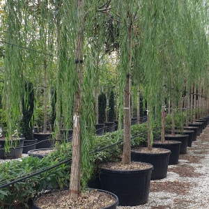 SALIX