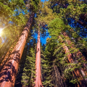 SEQUOIA