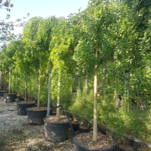 SOPHORA