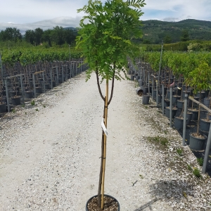 SORBUS