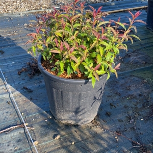 SPIRAEA