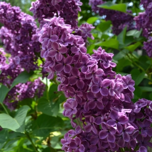 SYRINGA