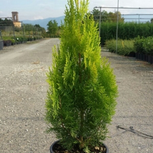 THUJA