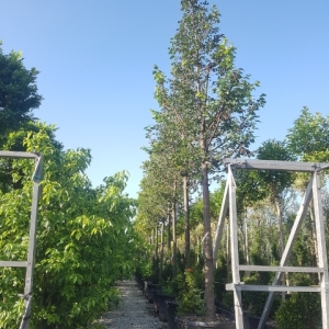 TILIA
