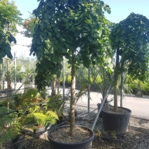 ULMUS