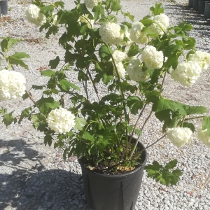 VIBURNUM