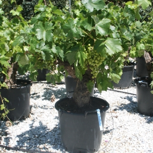 VITIS