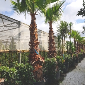 WASHINGTONIA