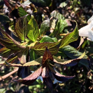 WEIGELIA