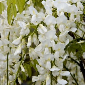 WISTERIA