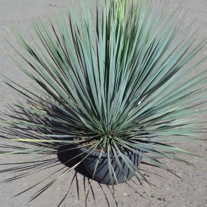 YUCCA