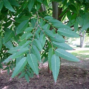 ZELKOVA