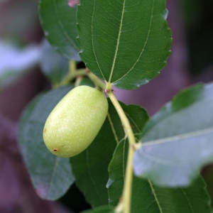 ZIZYPHUS