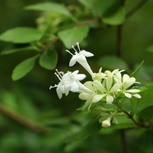 Abelia