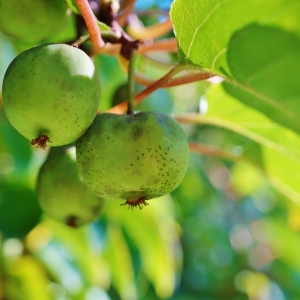 Actinidia