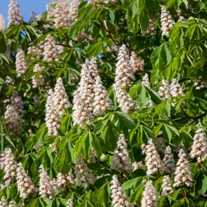 Aesculus