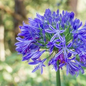 Agapanthus