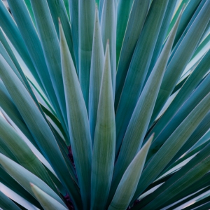 Agave