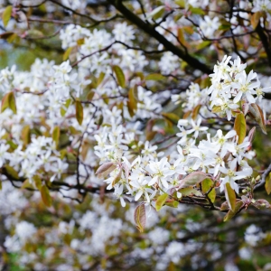 Amelanchier