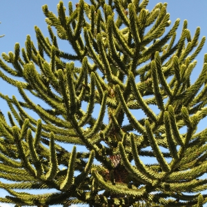 Araucaria