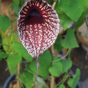 Aristolochia