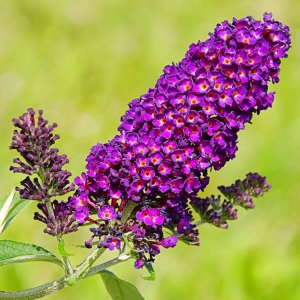 Buddleia