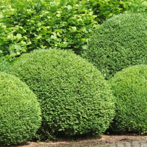 Buxus