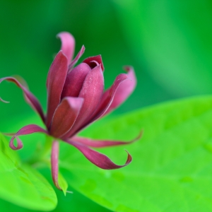 Calycanthus