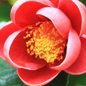 Camellia