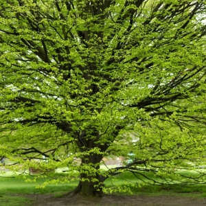 Carpinus