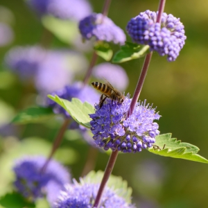 Caryopteris