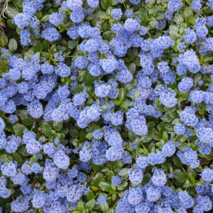 Ceanothus