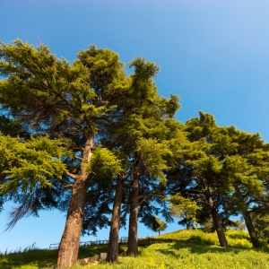 Cedrus