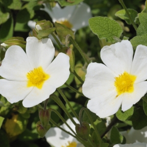 Cistus