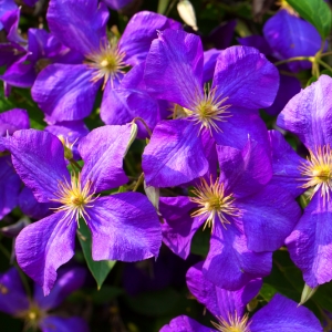 Clematis