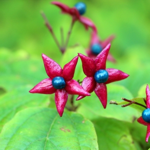 Clerodendrum